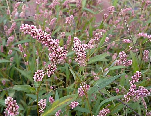 Persicaria maculosa